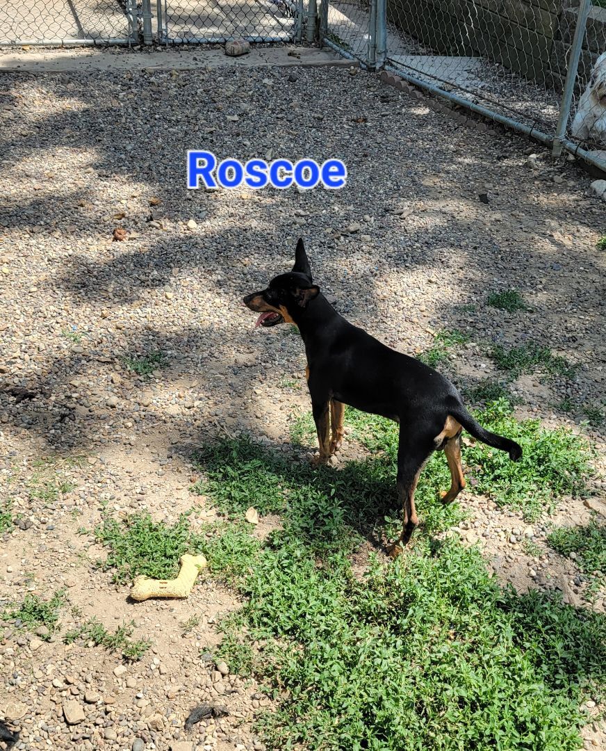 Roscoe, an adoptable Miniature Pinscher, Black Labrador Retriever in Wever, IA, 52658 | Photo Image 4