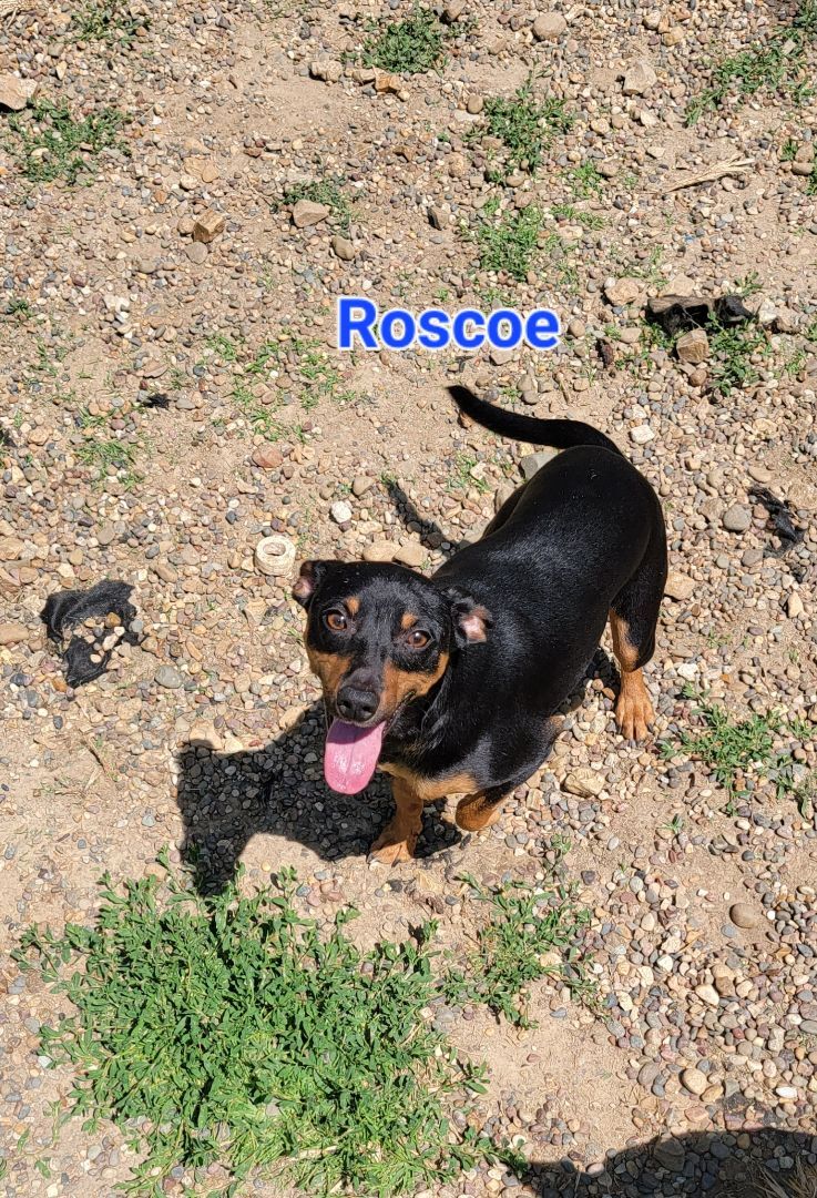 Roscoe, an adoptable Miniature Pinscher, Black Labrador Retriever in Wever, IA, 52658 | Photo Image 6