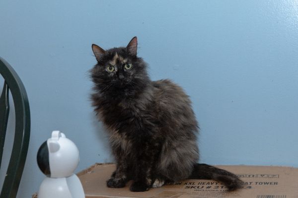 Lyla