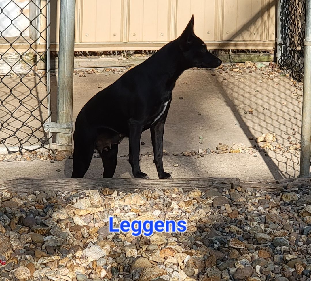 Leggens, an adoptable Miniature Pinscher, Black Labrador Retriever in Wever, IA, 52658 | Photo Image 2