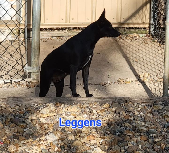 Dog for adoption - Leggens, a Miniature Pinscher & Black Labrador