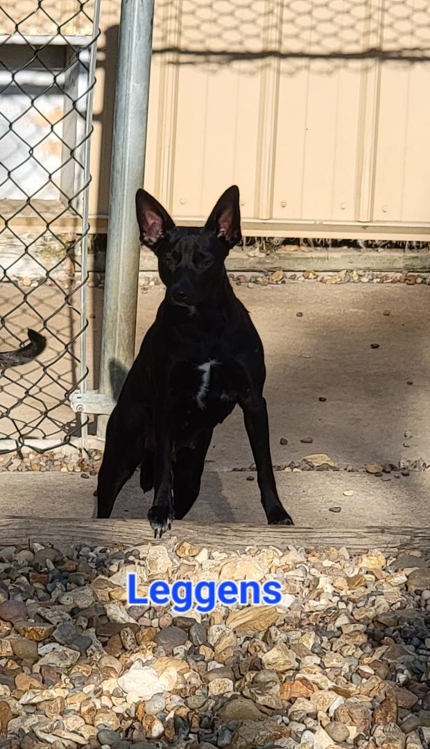 Dog for adoption - Leggens, a Miniature Pinscher & Black Labrador