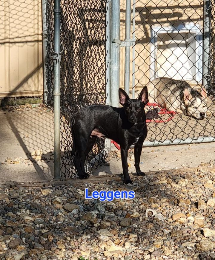 Dog for adoption - Leggens, a Miniature Pinscher & Black Labrador