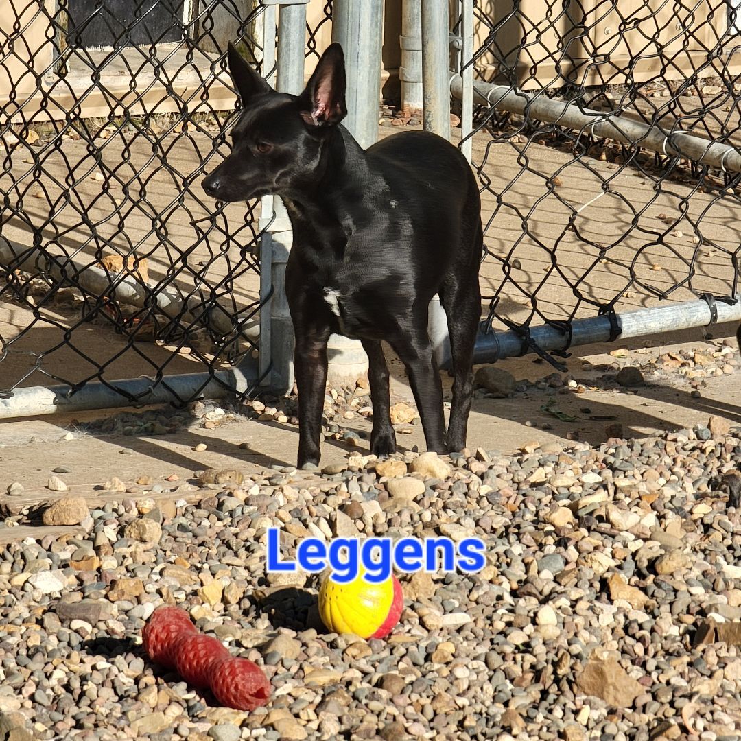Leggens, an adoptable Miniature Pinscher, Black Labrador Retriever in Wever, IA, 52658 | Photo Image 4