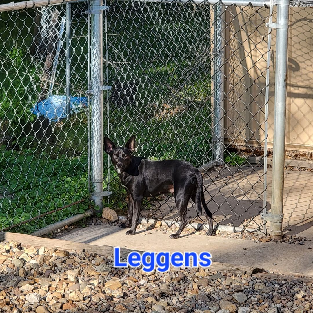 Leggens, an adoptable Miniature Pinscher, Black Labrador Retriever in Wever, IA, 52658 | Photo Image 5