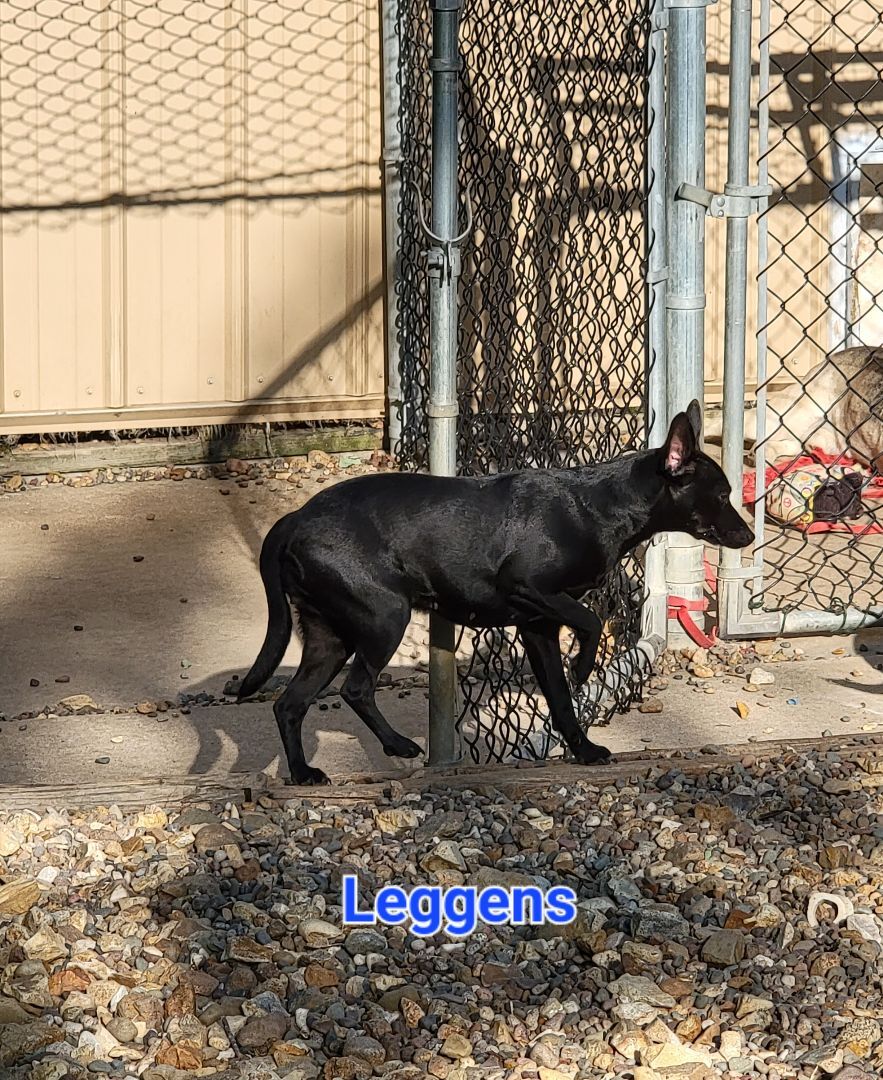 Leggens, an adoptable Miniature Pinscher, Black Labrador Retriever in Wever, IA, 52658 | Photo Image 6