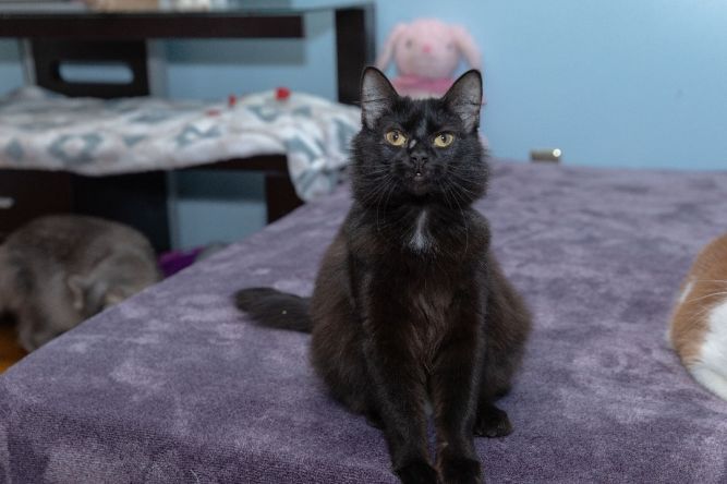 Sheila