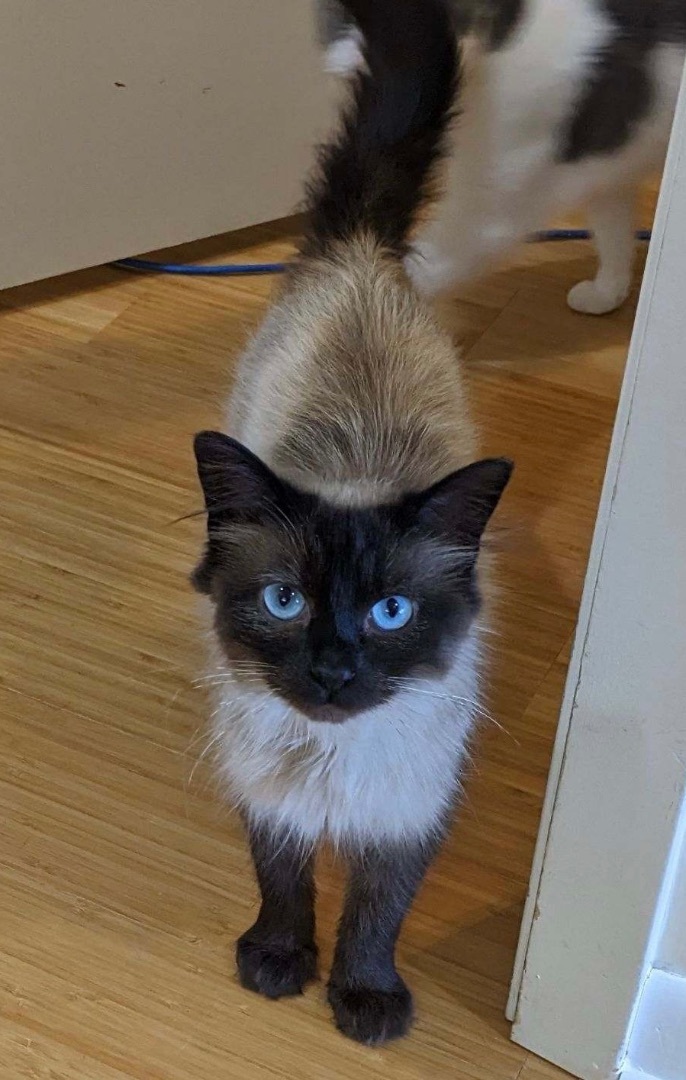 petfinder ragdoll