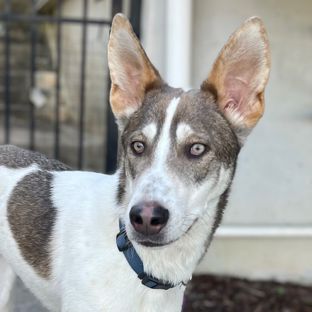 Dusty, an adoptable Husky in Little Rock, AR, 72207 | Photo Image 1