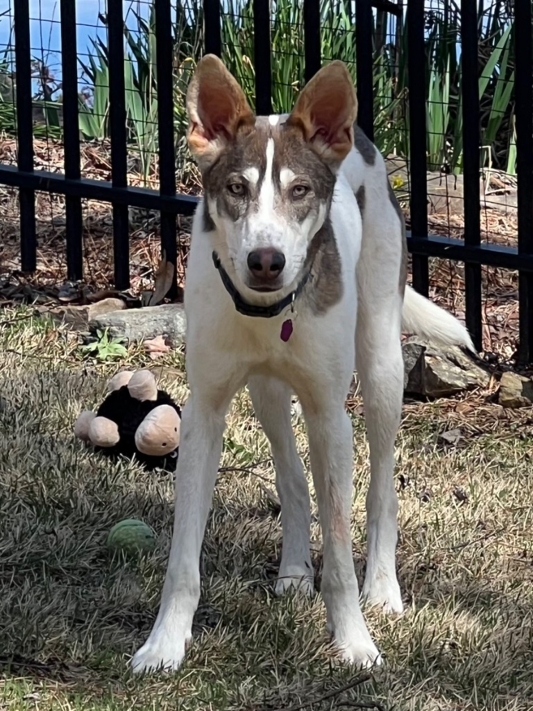 Dusty, an adoptable Husky in Little Rock, AR, 72207 | Photo Image 2