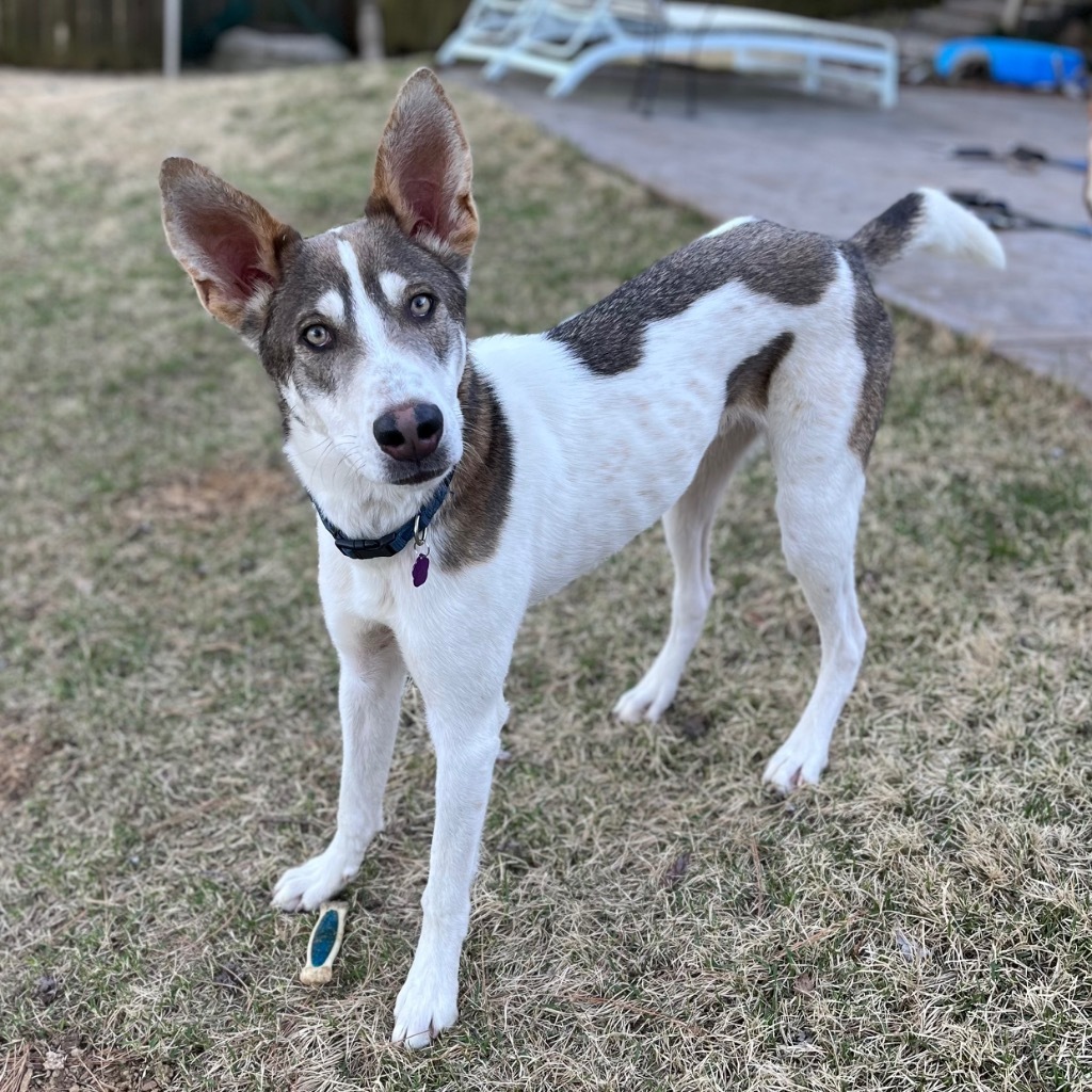 Dusty, an adoptable Husky in Little Rock, AR, 72207 | Photo Image 4