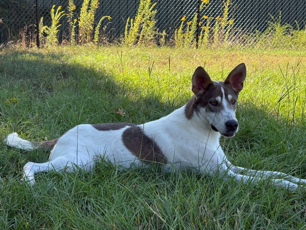 Dusty, an adoptable Husky in Little Rock, AR, 72207 | Photo Image 4