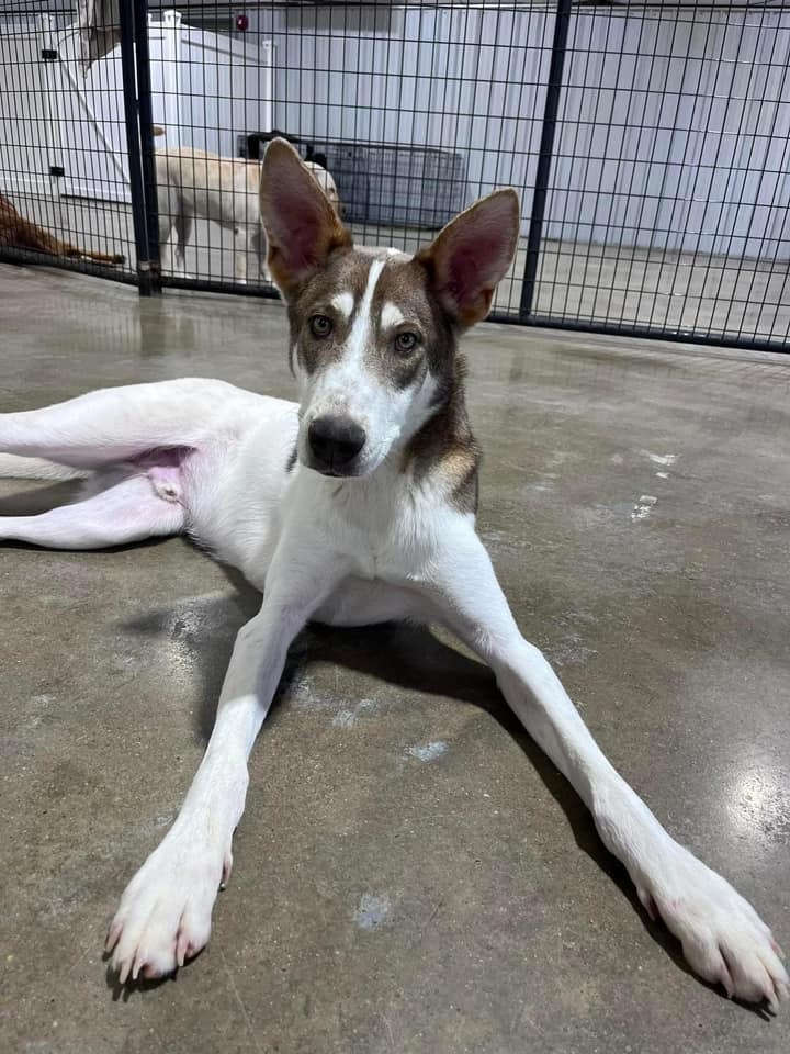 Dusty, an adoptable Husky in Little Rock, AR, 72207 | Photo Image 5