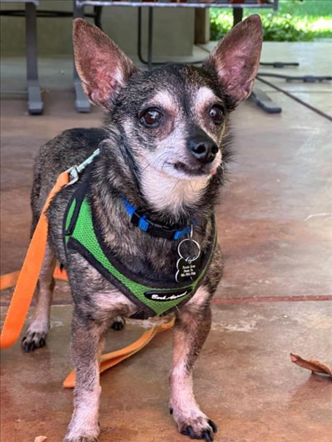 WALTER, an adoptable Chihuahua in Sacramento, CA, 95818 | Photo Image 1