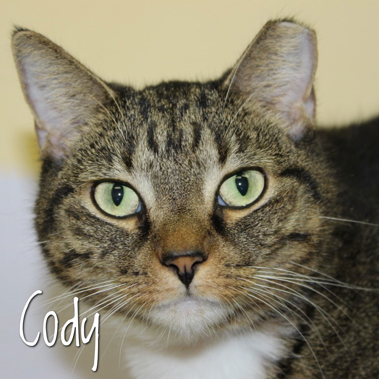 Cody