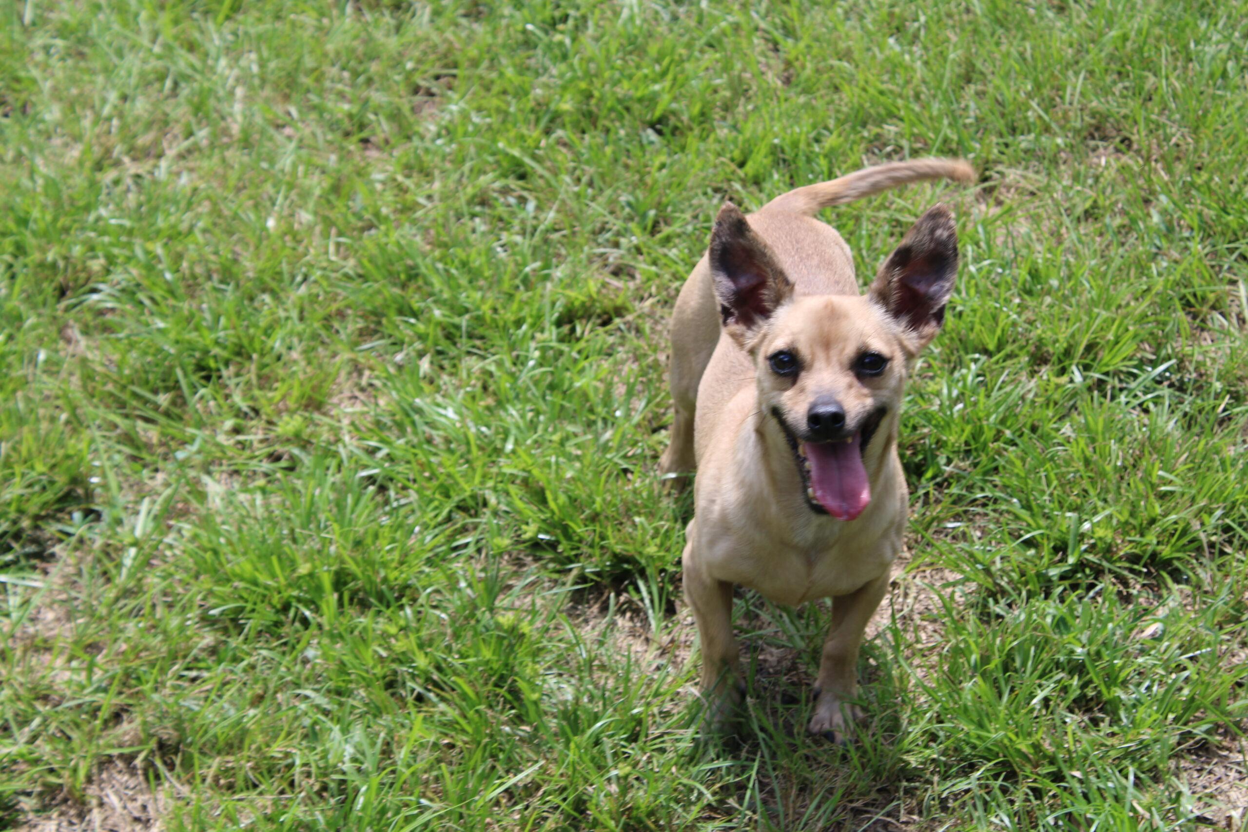 Joey, an adoptable Chihuahua in Wauchula, FL, 33873 | Photo Image 1