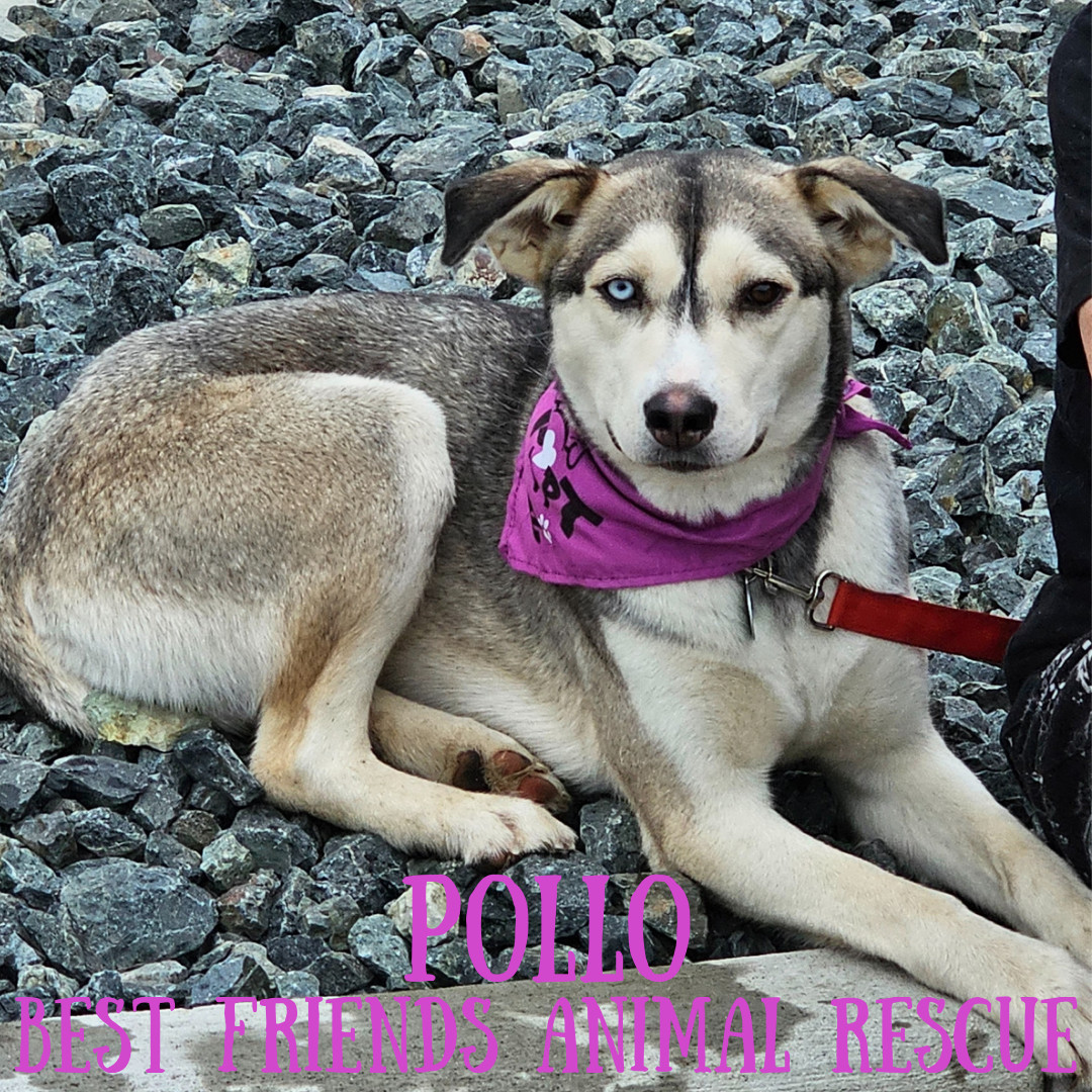 Pollo, an adoptable Husky in Wasilla, AK, 99654 | Photo Image 2