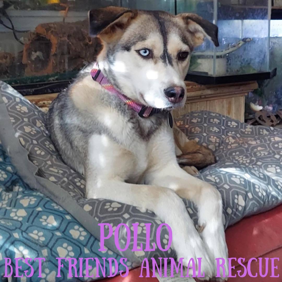Pollo, an adoptable Husky in Wasilla, AK, 99654 | Photo Image 4