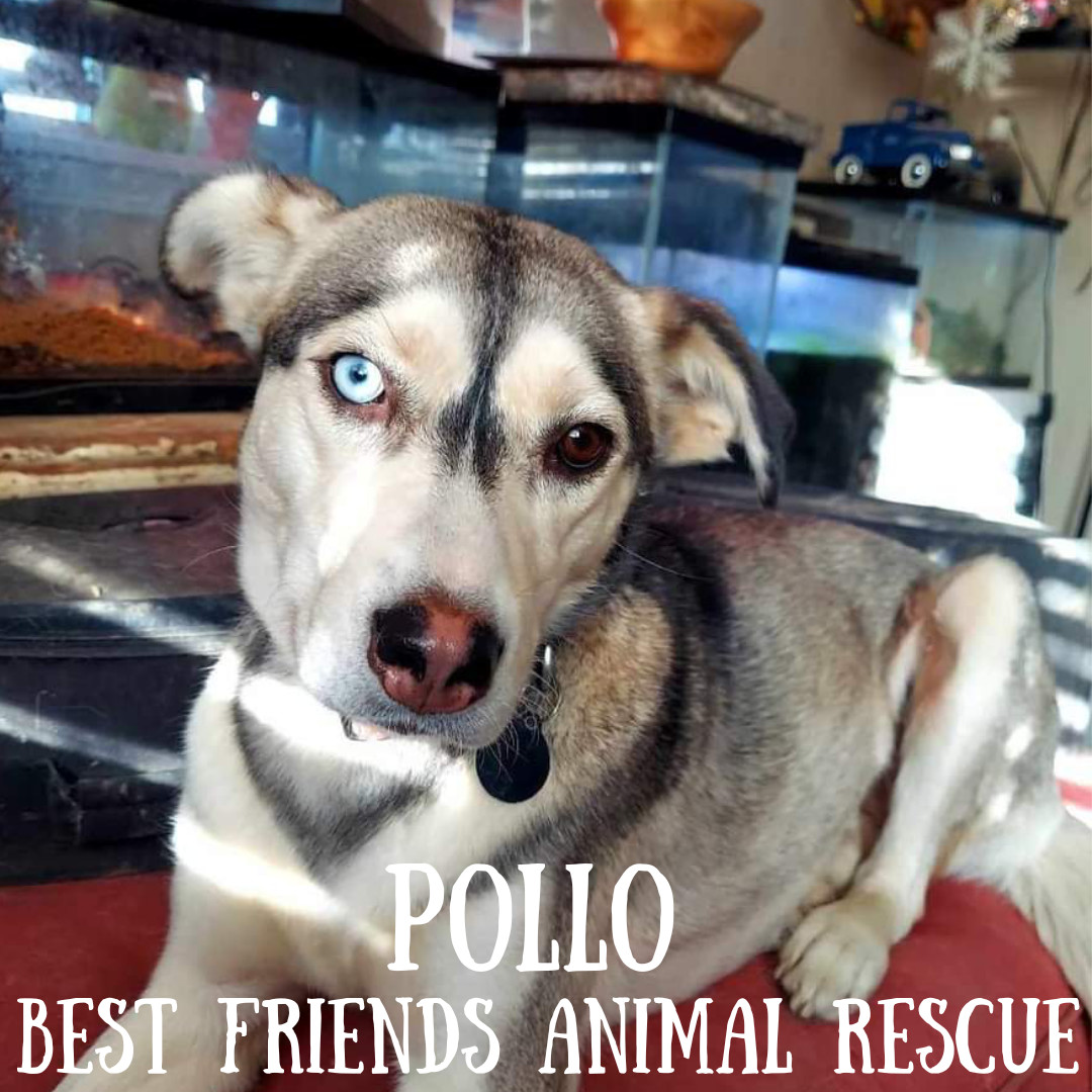 Pollo, an adoptable Husky in Wasilla, AK, 99654 | Photo Image 6