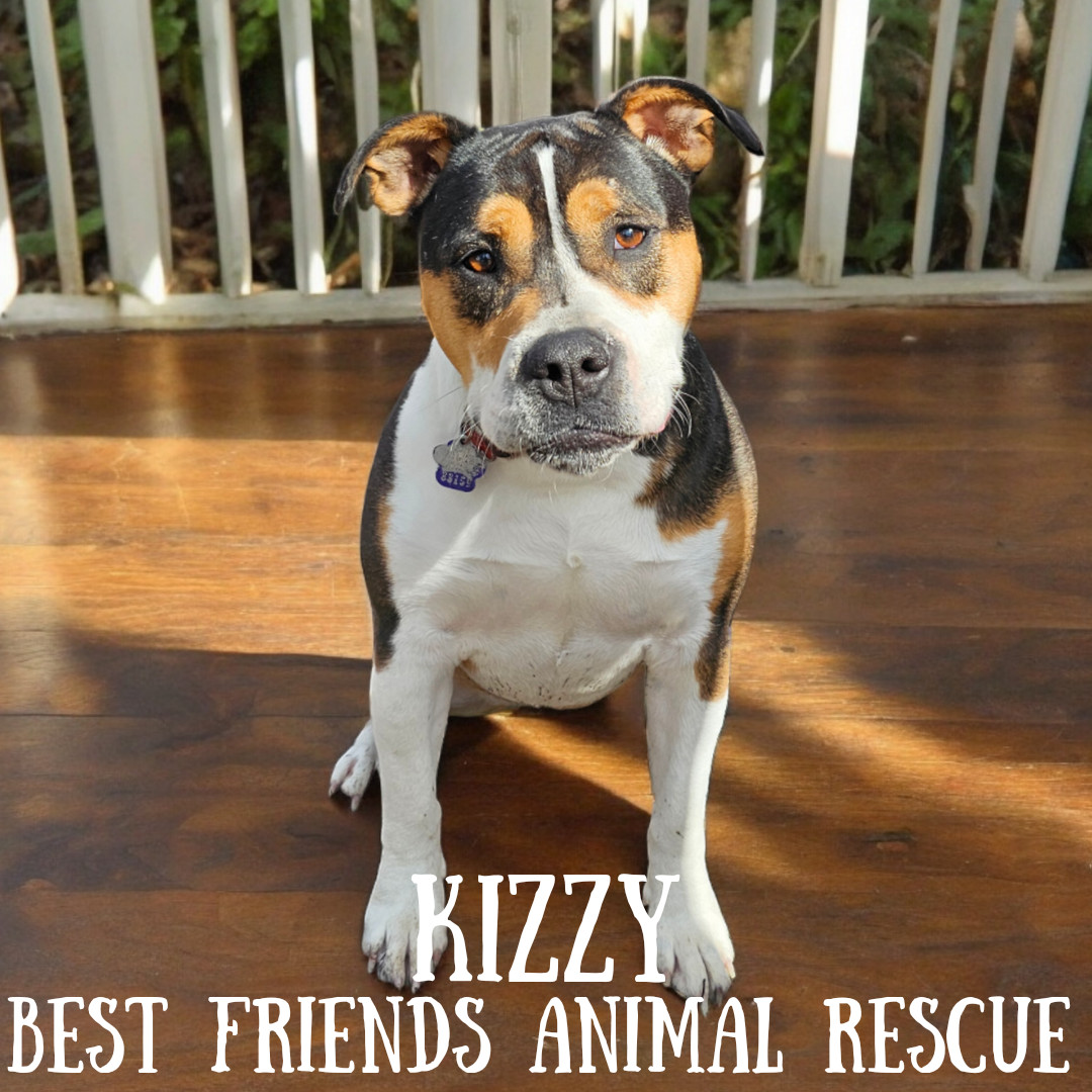 Kizzy, an adoptable American Bulldog in Wasilla, AK, 99654 | Photo Image 1