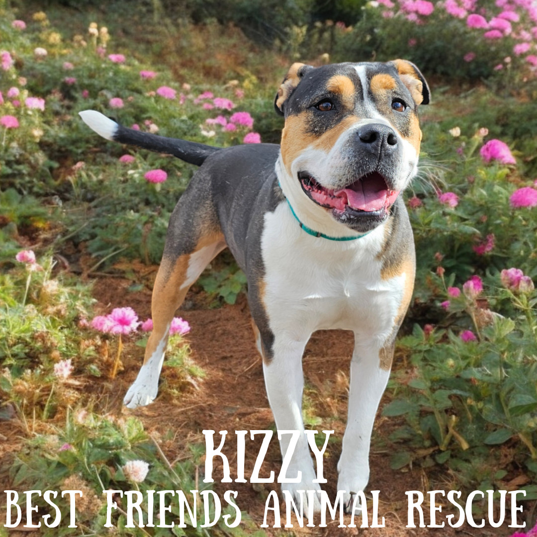 Kizzy, an adoptable American Bulldog in Wasilla, AK, 99654 | Photo Image 2