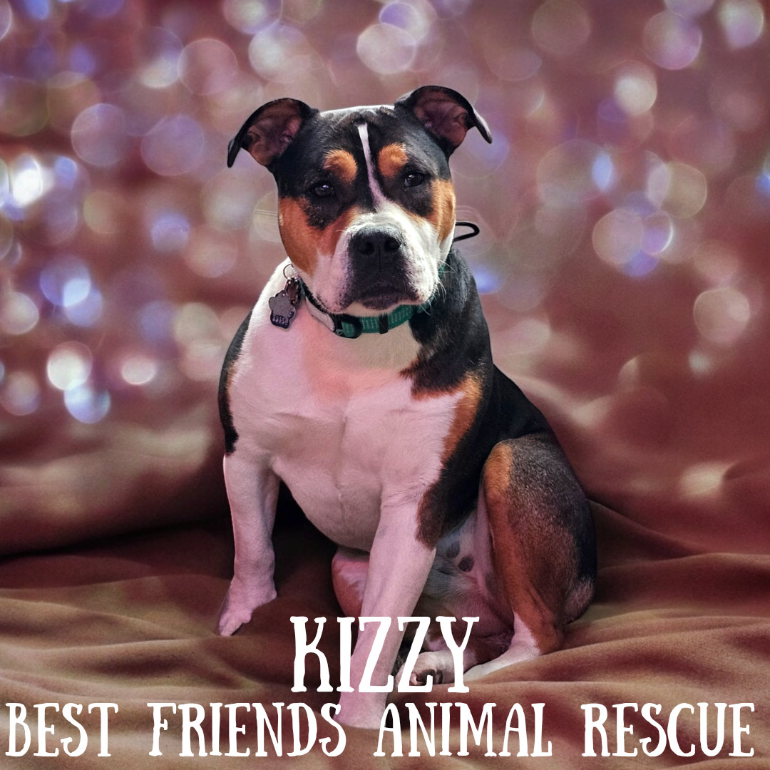 Kizzy, an adoptable American Bulldog in Wasilla, AK, 99654 | Photo Image 3