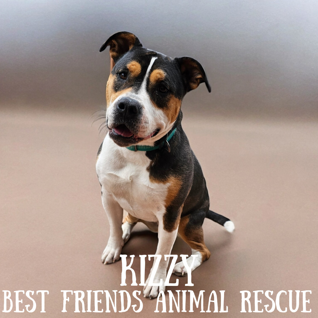 Kizzy, an adoptable American Bulldog in Wasilla, AK, 99654 | Photo Image 4