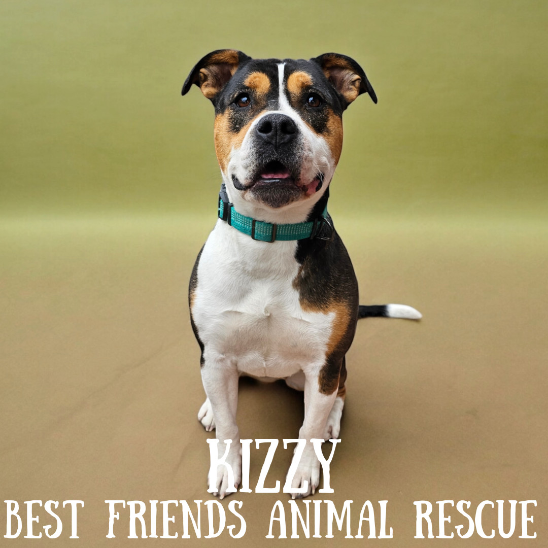 Kizzy, an adoptable American Bulldog in Wasilla, AK, 99654 | Photo Image 5