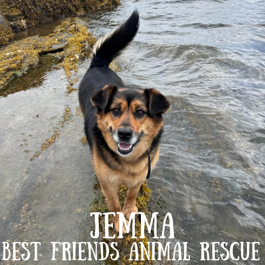 Jemma, an adoptable German Shepherd Dog in Wasilla, AK, 99654 | Photo Image 1