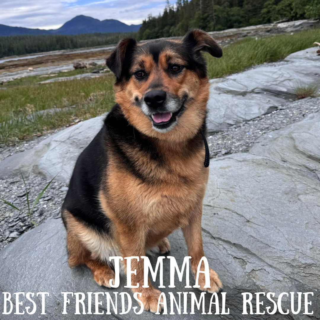 Jemma, an adoptable German Shepherd Dog in Wasilla, AK, 99654 | Photo Image 2