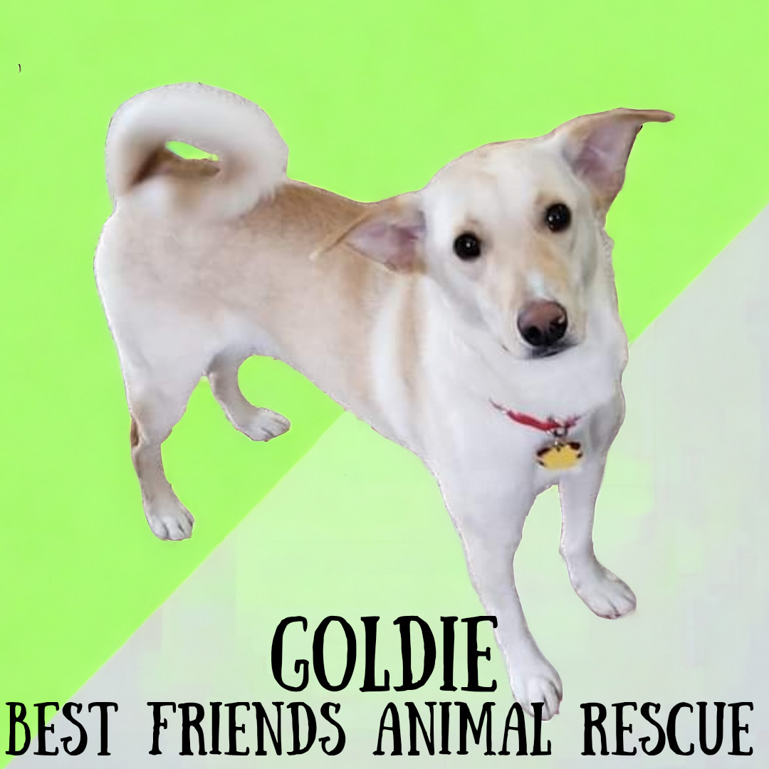 Goldie, an adoptable Labrador Retriever in Wasilla, AK, 99654 | Photo Image 3