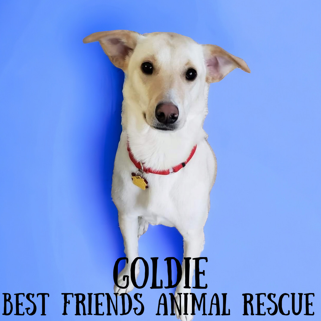 Goldie, an adoptable Labrador Retriever in Wasilla, AK, 99654 | Photo Image 4