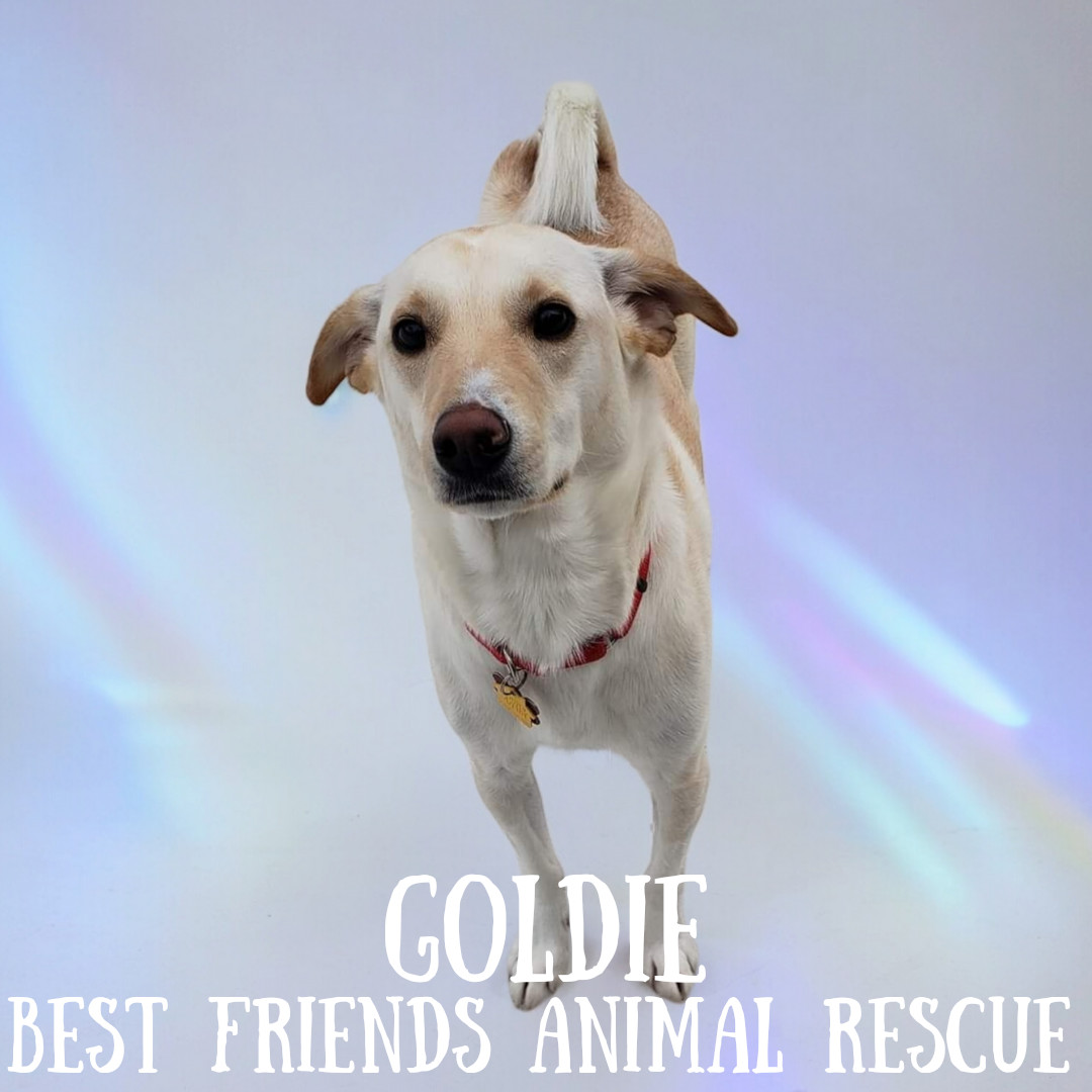 Goldie, an adoptable Labrador Retriever in Wasilla, AK, 99654 | Photo Image 5