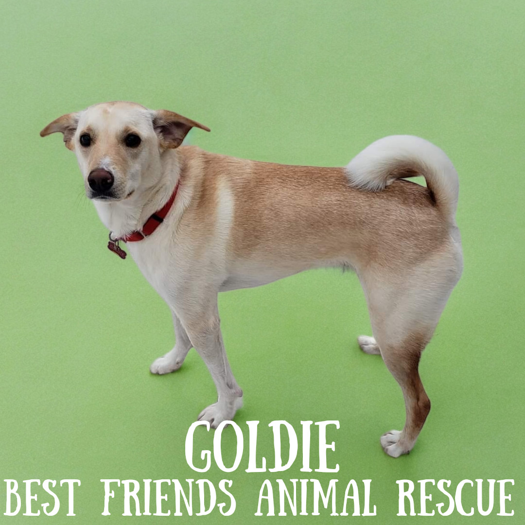 Goldie, an adoptable Labrador Retriever in Wasilla, AK, 99654 | Photo Image 6