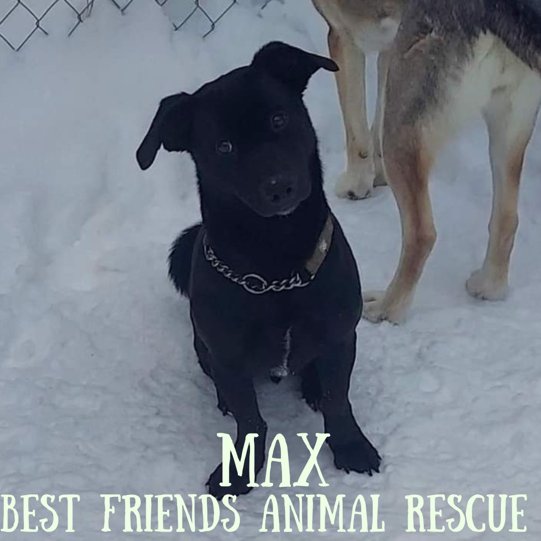 Max, an adoptable Labrador Retriever in Wasilla, AK, 99654 | Photo Image 2