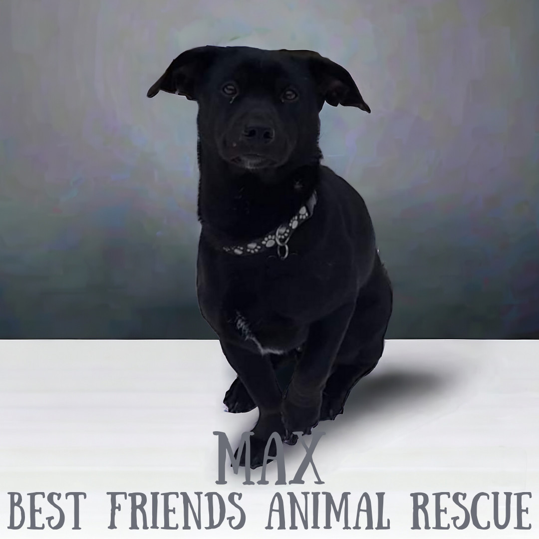 Max, an adoptable Labrador Retriever in Wasilla, AK, 99654 | Photo Image 3
