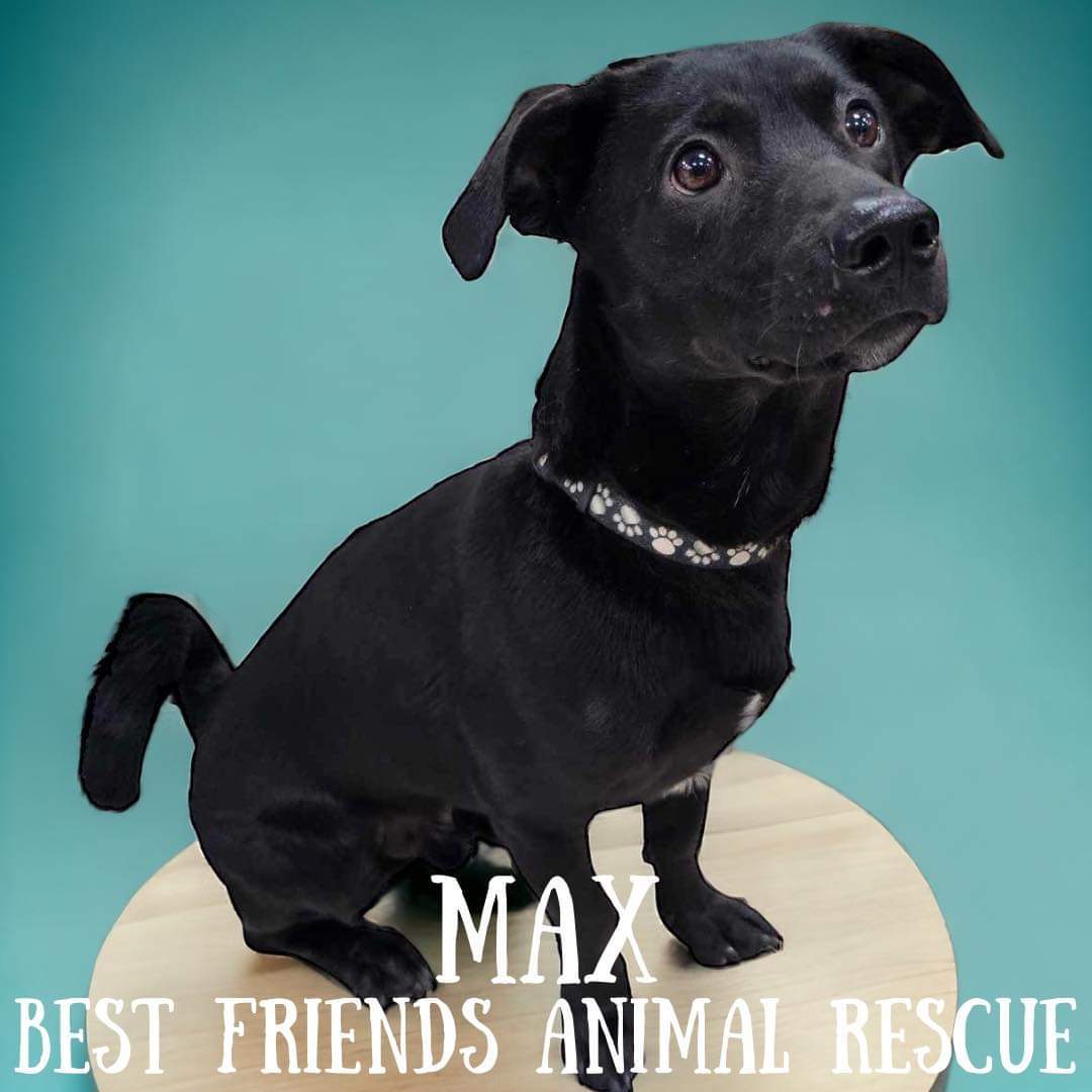 Max, an adoptable Labrador Retriever in Wasilla, AK, 99654 | Photo Image 4