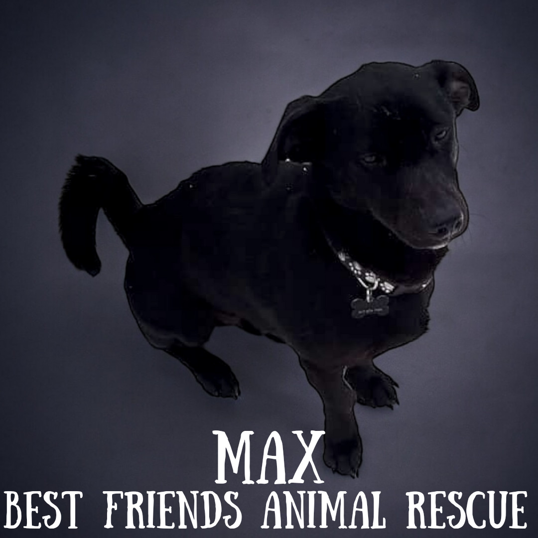 Max, an adoptable Labrador Retriever in Wasilla, AK, 99654 | Photo Image 6