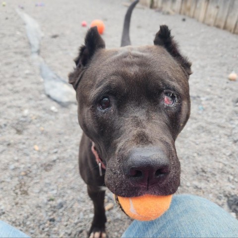 Remy, an adoptable Mixed Breed in Glenfield, NY, 13343 | Photo Image 1