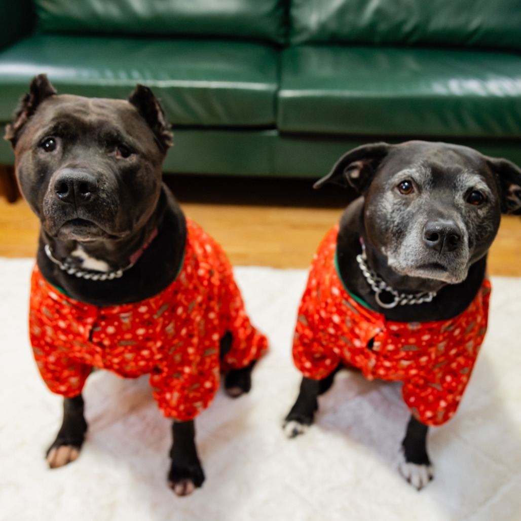 Remy, an adoptable Mixed Breed in Glenfield, NY, 13343 | Photo Image 1