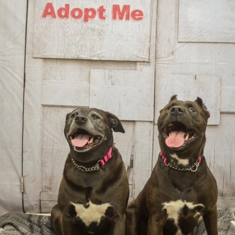 Remy, an adoptable Mixed Breed in Glenfield, NY, 13343 | Photo Image 2