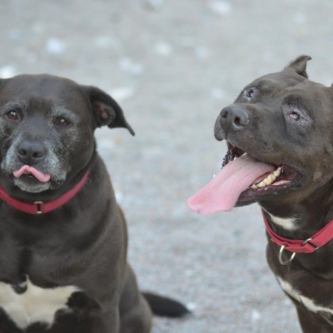 Remy, an adoptable Mixed Breed in Glenfield, NY, 13343 | Photo Image 3