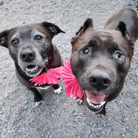 Remy, an adoptable Mixed Breed in Glenfield, NY, 13343 | Photo Image 3