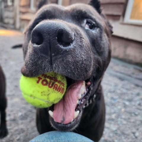 Remy, an adoptable Mixed Breed in Glenfield, NY, 13343 | Photo Image 4