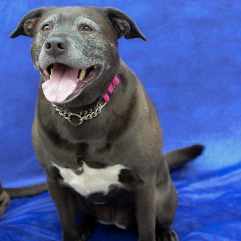 Cardi, an adoptable Mixed Breed in Glenfield, NY, 13343 | Photo Image 1