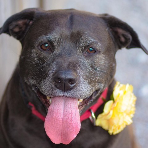 Cardi, an adoptable Mixed Breed in Glenfield, NY, 13343 | Photo Image 2