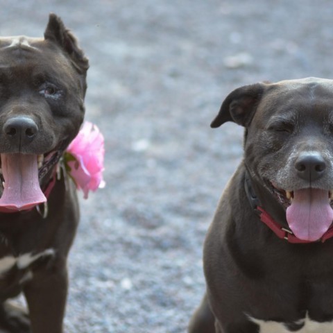 Cardi, an adoptable Mixed Breed in Glenfield, NY, 13343 | Photo Image 2