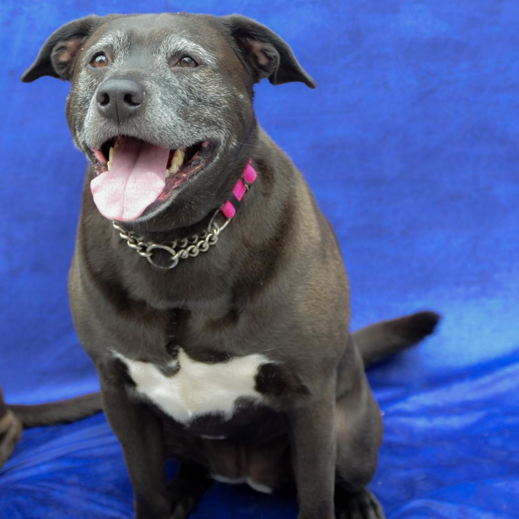 Cardi, an adoptable Mixed Breed in Glenfield, NY, 13343 | Photo Image 2