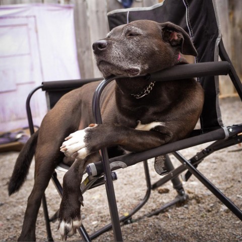 Cardi, an adoptable Mixed Breed in Glenfield, NY, 13343 | Photo Image 3