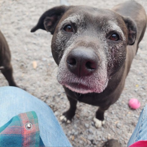 Cardi, an adoptable Mixed Breed in Glenfield, NY, 13343 | Photo Image 3